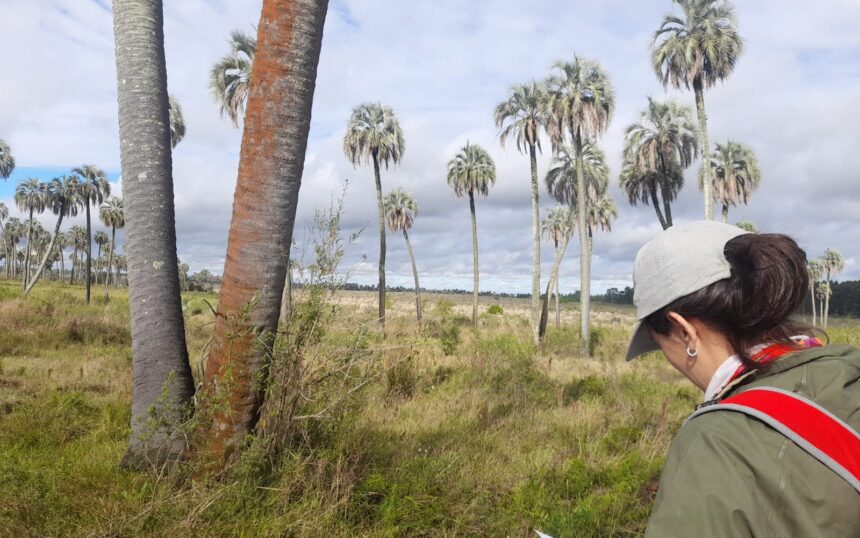 Presentación del Mapeo de árboles exóticos invasores: hacia un modelo y plan de acción para la restauración de ecosistemas